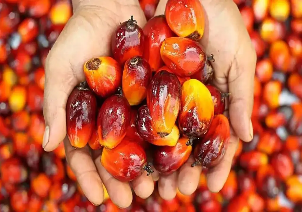 Palm Oil Benefits