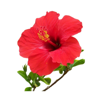 Buy Dry Hibiscus Flowers