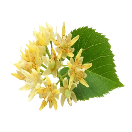 Best Natural Linden Flower Tea